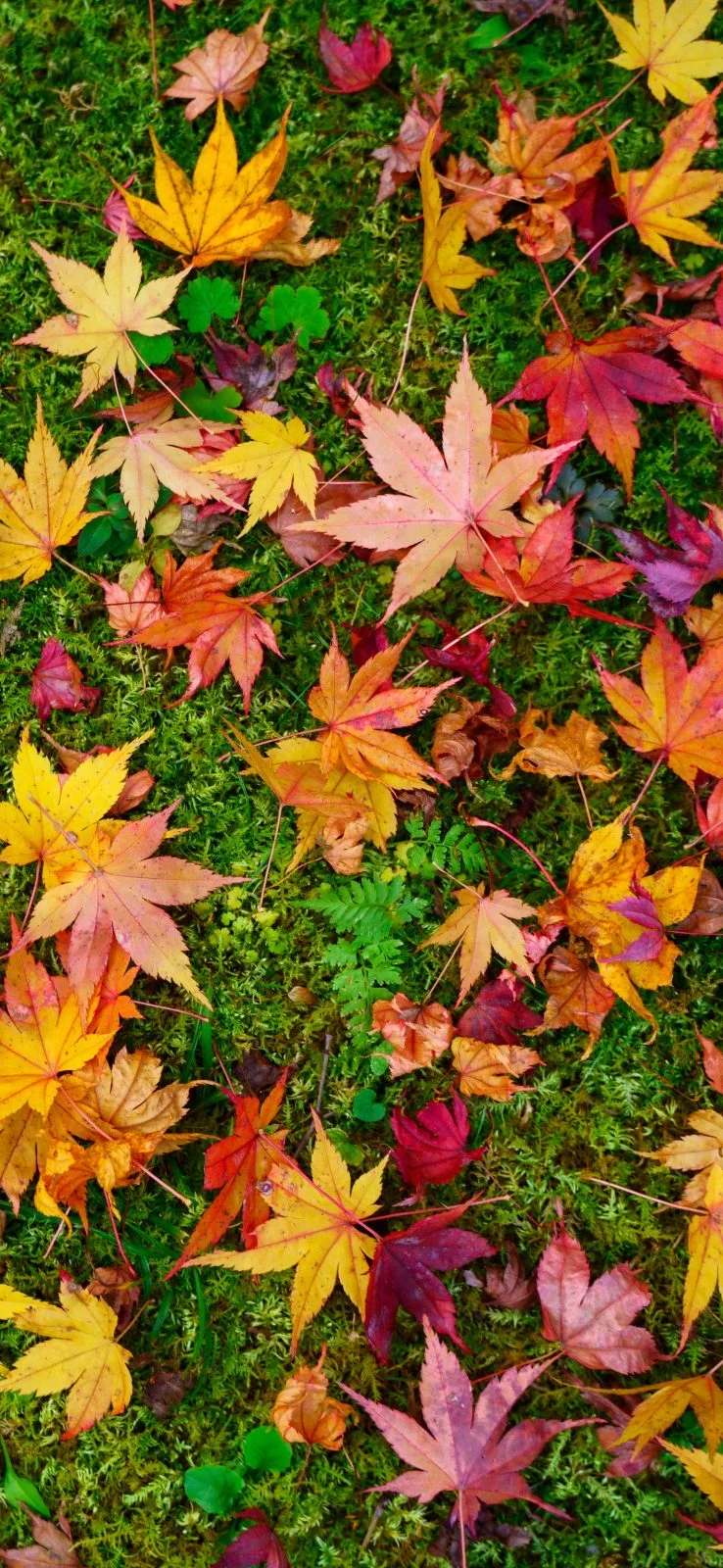 無料スマホ壁紙 紅葉と苔のじゅうたん。AndroidとiPhoneに対応した4K高画質の無料待ち受け画像。三重県津市の北畠神社で撮影したフリー写真素材