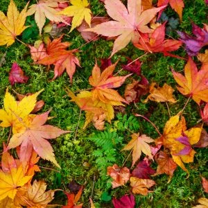 無料スマホ壁紙 紅葉と苔のじゅうたん。AndroidとiPhoneに対応した4K高画質の無料待ち受け画像。三重県津市の北畠神社で撮影したフリー写真素材