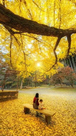 無料スマホ壁紙 銀杏を眺める家族。AndroidとiPhoneに対応した4K高画質の無料待ち受け画像。三重県津市の北畠神社で撮影したフリー写真素材