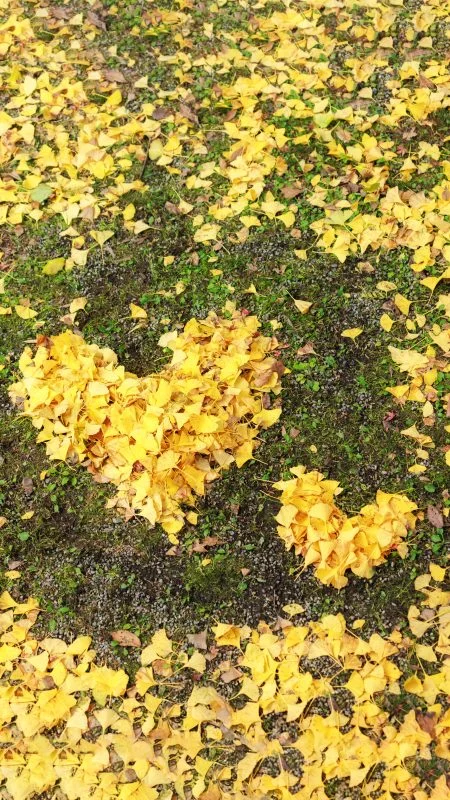 ハートの開運銀杏 💛