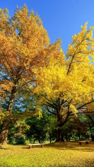 無料スマホ壁紙 紅葉するメタセコイアと銀杏。AndroidとiPhoneに対応した4K高画質の無料待ち受け画像。三重県津市の北畠神社で撮影したフリー写真素材