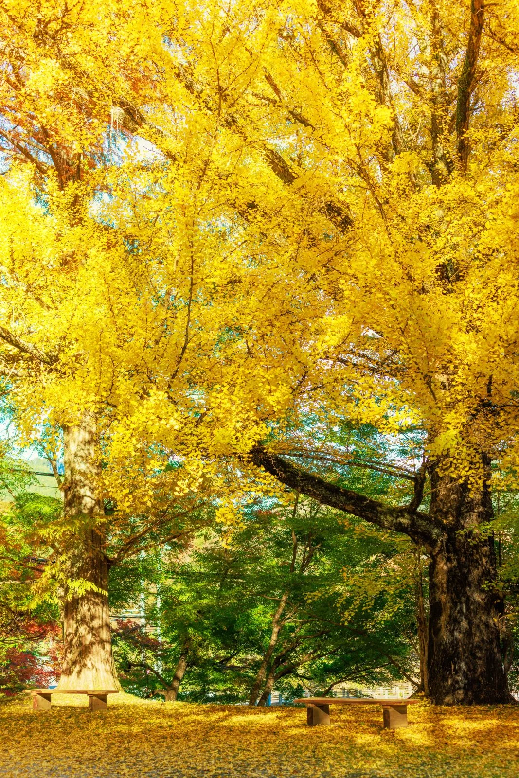 運気が上がる待ち受け 神々しい大銀杏。AndroidとiPhoneに対応した4K高画質の無料スマホ壁紙。三重県津市の北畠神社で撮影したフリー写真素材