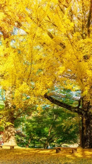 運気が上がる待ち受け 神々しい大銀杏。AndroidとiPhoneに対応した4K高画質の無料スマホ壁紙。三重県津市の北畠神社で撮影したフリー写真素材