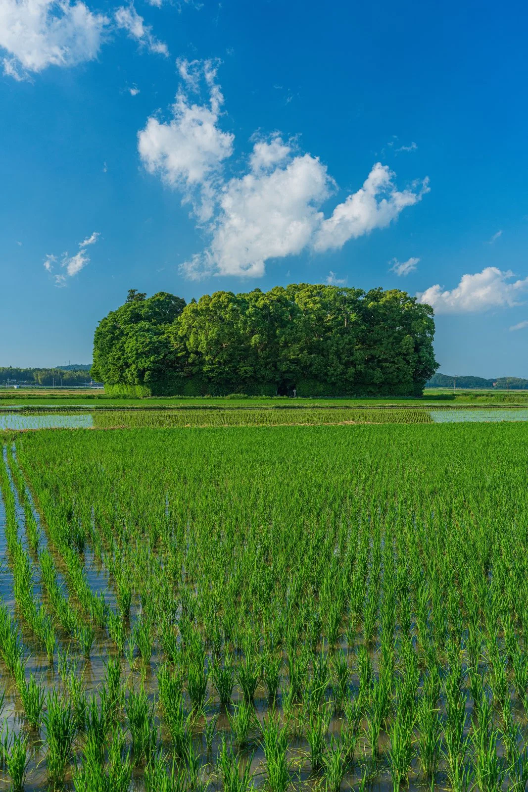 無料スマホ壁紙 初夏。AndroidとiPhoneに対応した4K高画質の無料待ち受け画像。三重県玉城町の朽羅神社で撮影したフリー写真素材