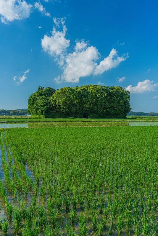 無料スマホ壁紙 初夏。AndroidとiPhoneに対応した4K高画質の無料待ち受け画像。三重県玉城町の朽羅神社で撮影したフリー写真素材