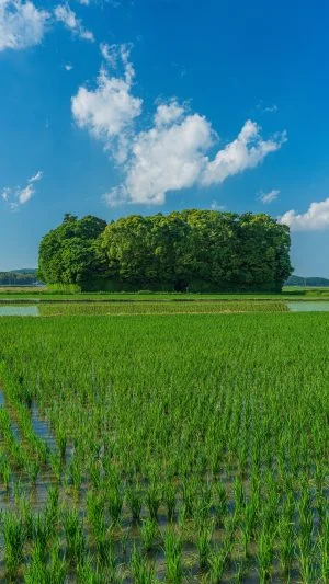 無料スマホ壁紙 初夏。AndroidとiPhoneに対応した4K高画質の無料待ち受け画像。三重県玉城町の朽羅神社で撮影したフリー写真素材