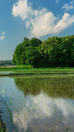 無料壁紙 神社のそばを走るバイク。PCとデスクトップ壁紙に最適な4K高画質の無料壁紙。三重県玉城町の朽羅神社で撮影したフリー写真素材