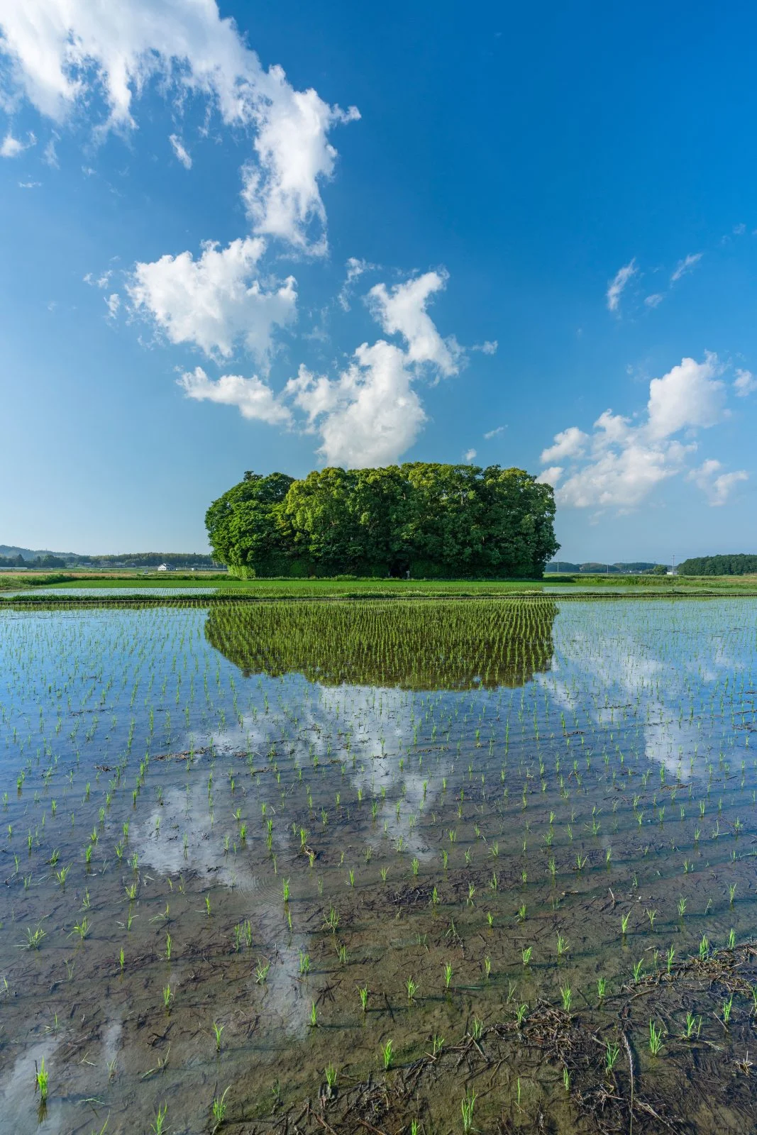 無料スマホ壁紙 田んぼリフレクション２。AndroidとiPhoneに対応した4K高画質の無料待ち受け画像。三重県玉城町の朽羅神社で撮影したフリー写真素材