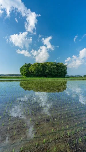 無料スマホ壁紙 田んぼリフレクション２。AndroidとiPhoneに対応した4K高画質の無料待ち受け画像。三重県玉城町の朽羅神社で撮影したフリー写真素材