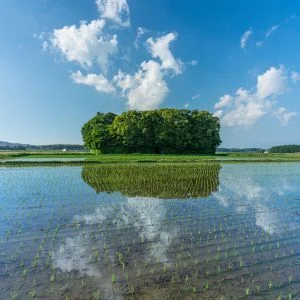 無料スマホ壁紙 田んぼリフレクション２。AndroidとiPhoneに対応した4K高画質の無料待ち受け画像。三重県玉城町の朽羅神社で撮影したフリー写真素材