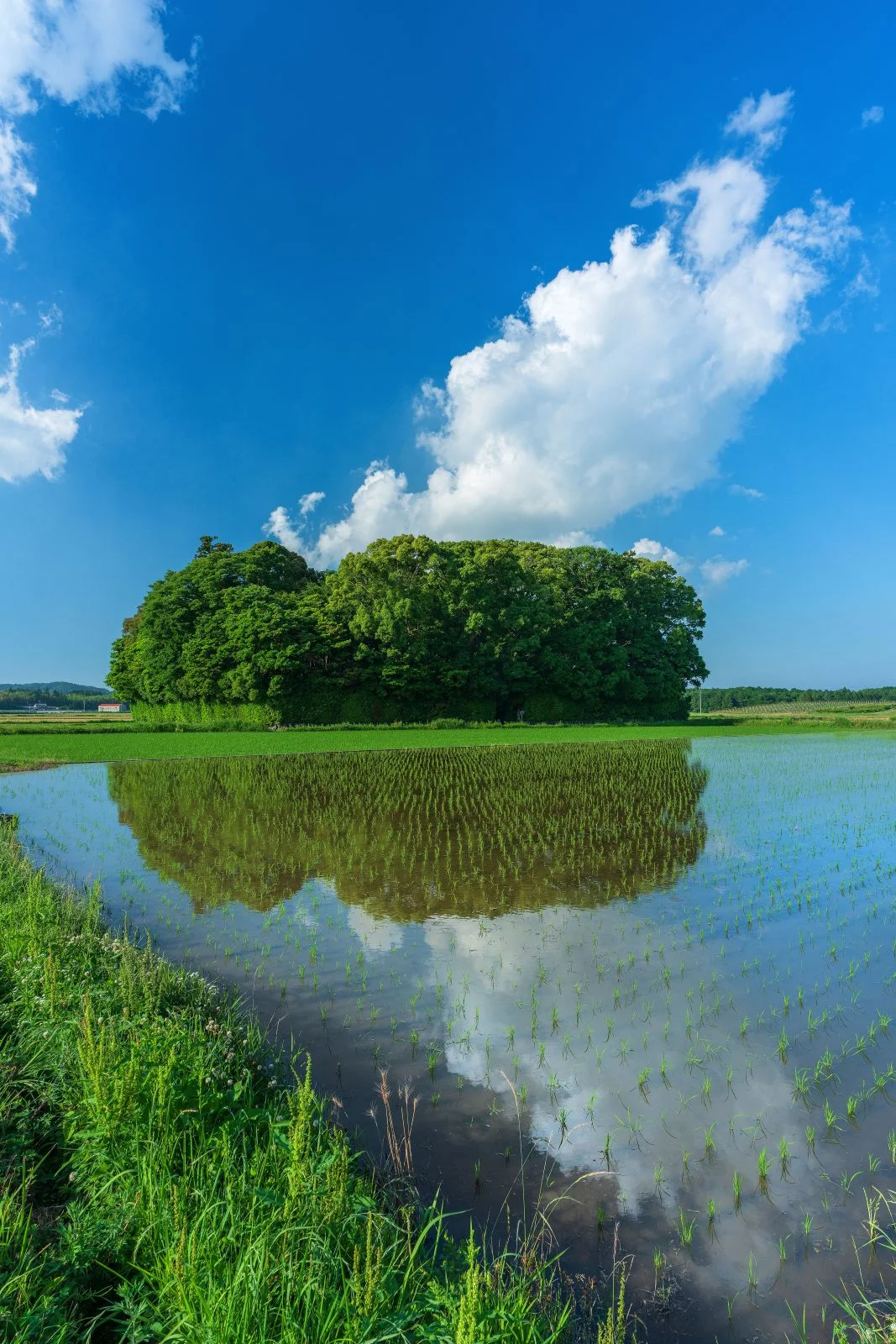 無料スマホ壁紙 田んぼリフレクション。AndroidとiPhoneに対応した4K高画質の無料待ち受け画像。三重県玉城町の朽羅神社で撮影したフリー写真素材