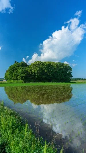 無料スマホ壁紙 田んぼリフレクション。AndroidとiPhoneに対応した4K高画質の無料待ち受け画像。三重県玉城町の朽羅神社で撮影したフリー写真素材