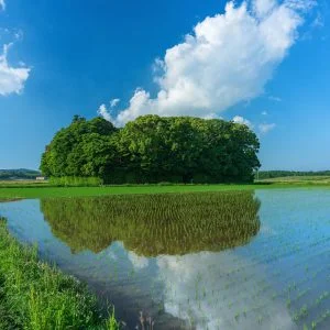 無料スマホ壁紙 田んぼリフレクション。AndroidとiPhoneに対応した4K高画質の無料待ち受け画像。三重県玉城町の朽羅神社で撮影したフリー写真素材