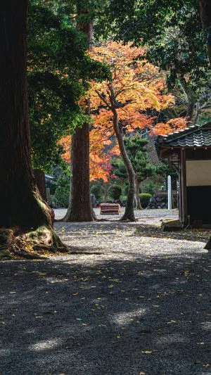 無料壁紙 巨樹と紅葉。PCとデスクトップ壁紙に最適な4K高画質の無料壁紙。三重県松阪市の水屋神社で撮影したフリー写真素材