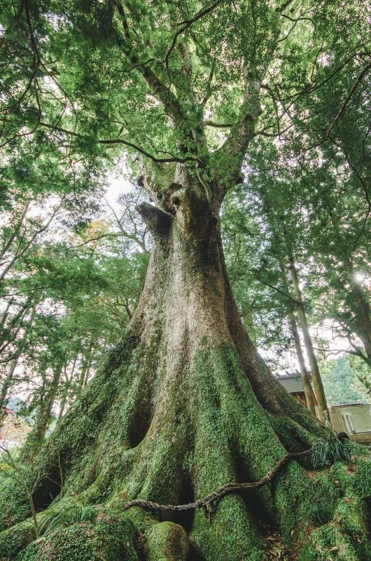 無料スマホ壁紙 水屋の大楠。AndroidとiPhoneに対応した4K高画質の無料待ち受け画像。三重県松阪市の水屋神社で撮影したフリー写真素材