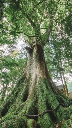 無料スマホ壁紙 水屋の大楠。AndroidとiPhoneに対応した4K高画質の無料待ち受け画像。三重県松阪市の水屋神社で撮影したフリー写真素材