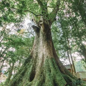 無料スマホ壁紙 水屋の大楠。AndroidとiPhoneに対応した4K高画質の無料待ち受け画像。三重県松阪市の水屋神社で撮影したフリー写真素材