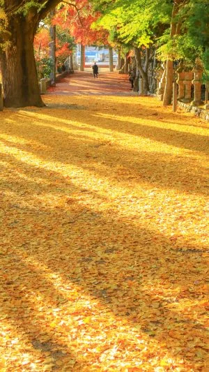 無料スマホ壁紙 黄金のイチョウじゅうたん。AndroidとiPhoneに対応した4K高画質の無料待ち受け画像。三重県名張市の積田神社で撮影したフリー写真素材