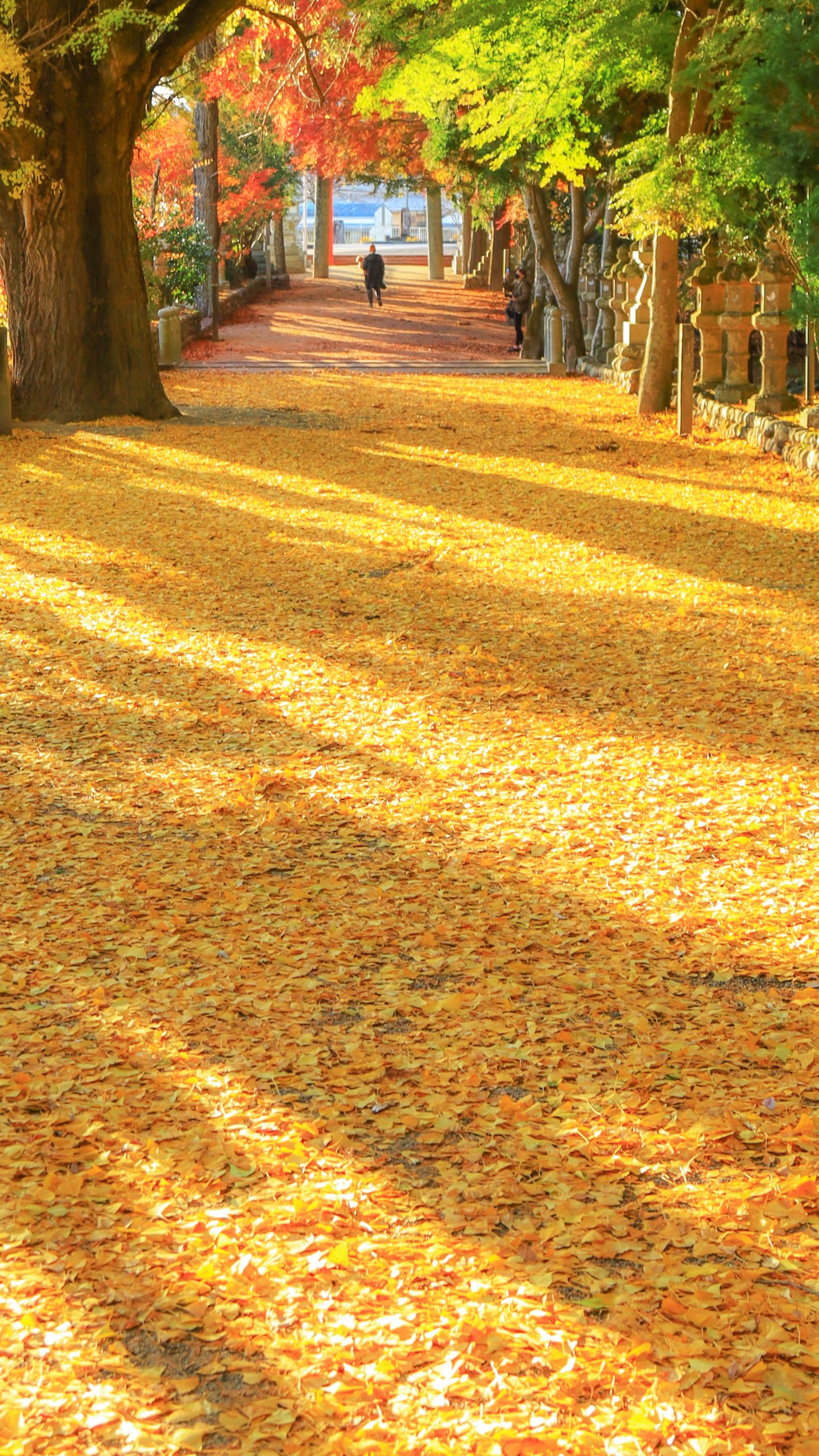 黄金のイチョウじゅうたん(三重県名張市・積田神社)