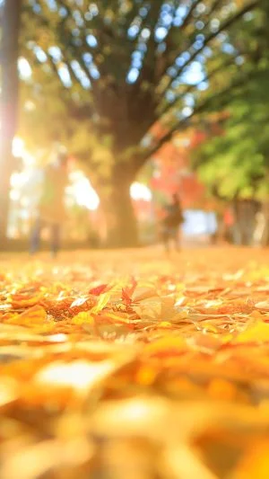 無料スマホ壁紙 西陽に照らされるイチョウ。AndroidとiPhoneに対応した4K高画質の無料待ち受け画像。三重県名張市の積田神社で撮影したフリー写真素材