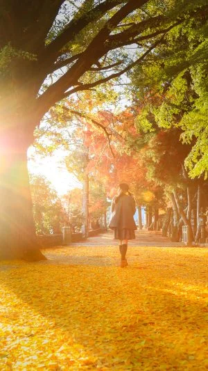 無料スマホ壁紙 黄金のじゅうたんを歩く。AndroidとiPhoneに対応した4K高画質の無料待ち受け画像。三重県名張市の積田神社で撮影したフリー写真素材