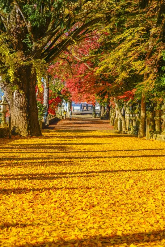 無料スマホ壁紙 銀杏の参道。AndroidとiPhoneに対応した4K高画質の無料待ち受け画像。三重県名張市の積田神社で撮影したフリー写真素材