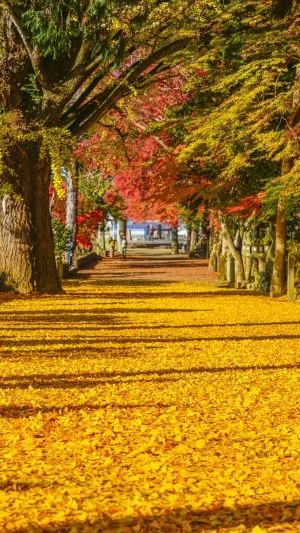 無料スマホ壁紙 銀杏の参道。AndroidとiPhoneに対応した4K高画質の無料待ち受け画像。三重県名張市の積田神社で撮影したフリー写真素材