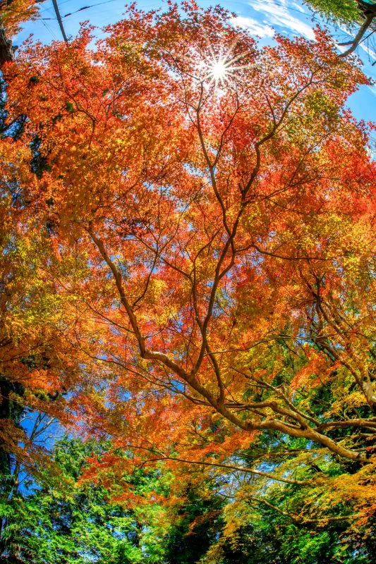 無料スマホ壁紙 魚眼で見る紅葉。AndroidとiPhoneに対応した4K高画質の無料待ち受け画像。三重県名張市の積田神社で撮影したフリー写真素材