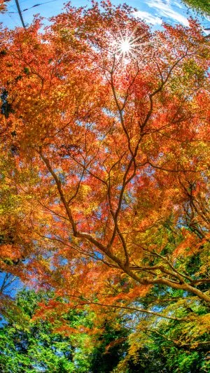 無料スマホ壁紙 魚眼で見る紅葉。AndroidとiPhoneに対応した4K高画質の無料待ち受け画像。三重県名張市の積田神社で撮影したフリー写真素材