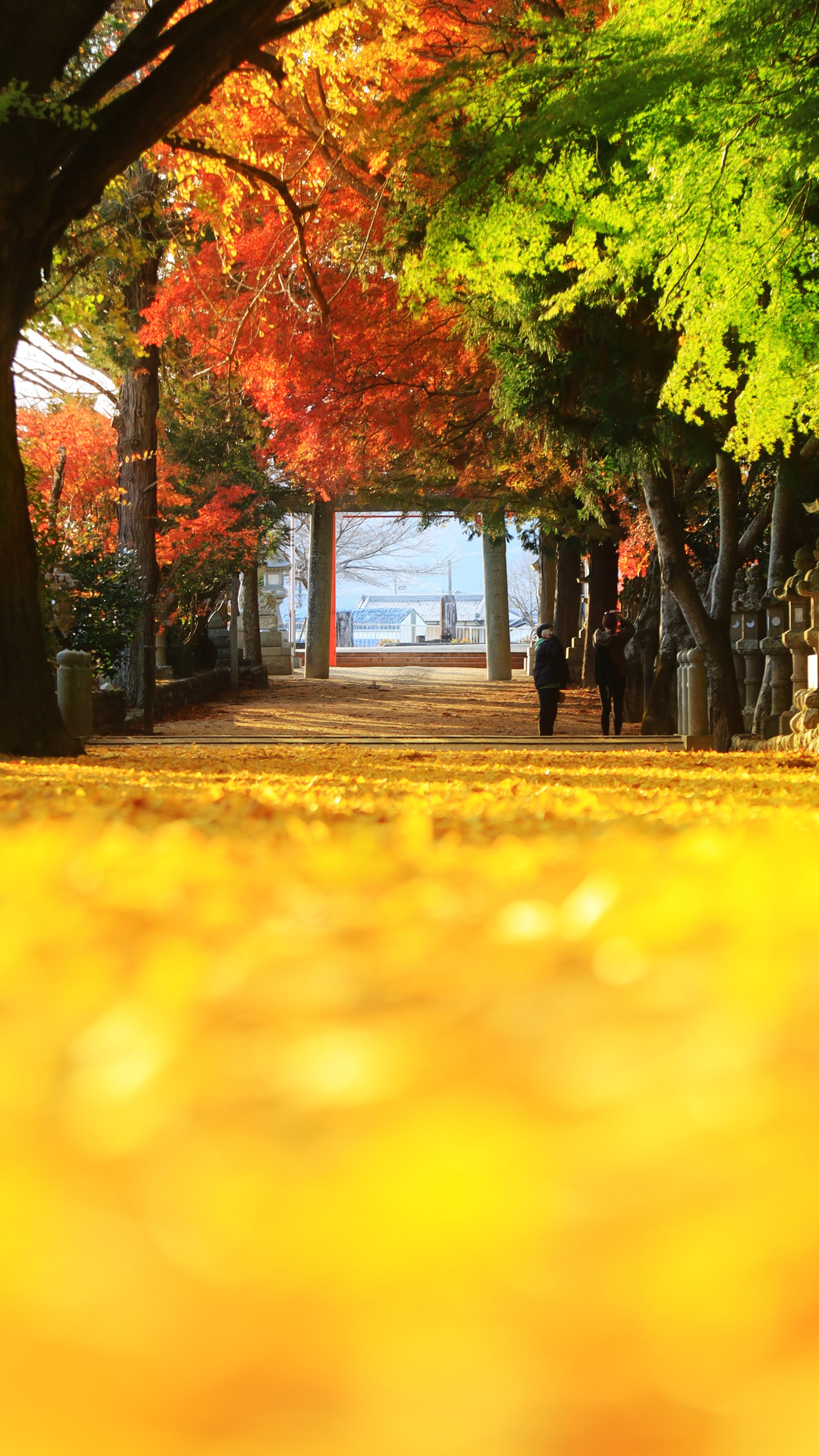 無料スマホ壁紙 黄金に輝く銀杏と紅葉の参道。AndroidとiPhoneに対応した4K高画質の無料待ち受け画像。三重県名張市の積田神社で撮影したフリー写真素材