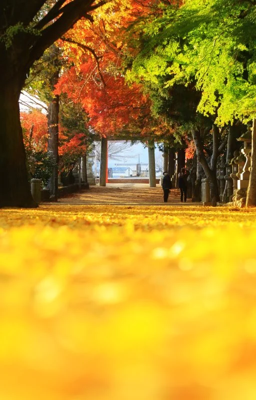 無料スマホ壁紙 黄金に輝く銀杏と紅葉の参道。AndroidとiPhoneに対応した4K高画質の無料待ち受け画像。三重県名張市の積田神社で撮影したフリー写真素材