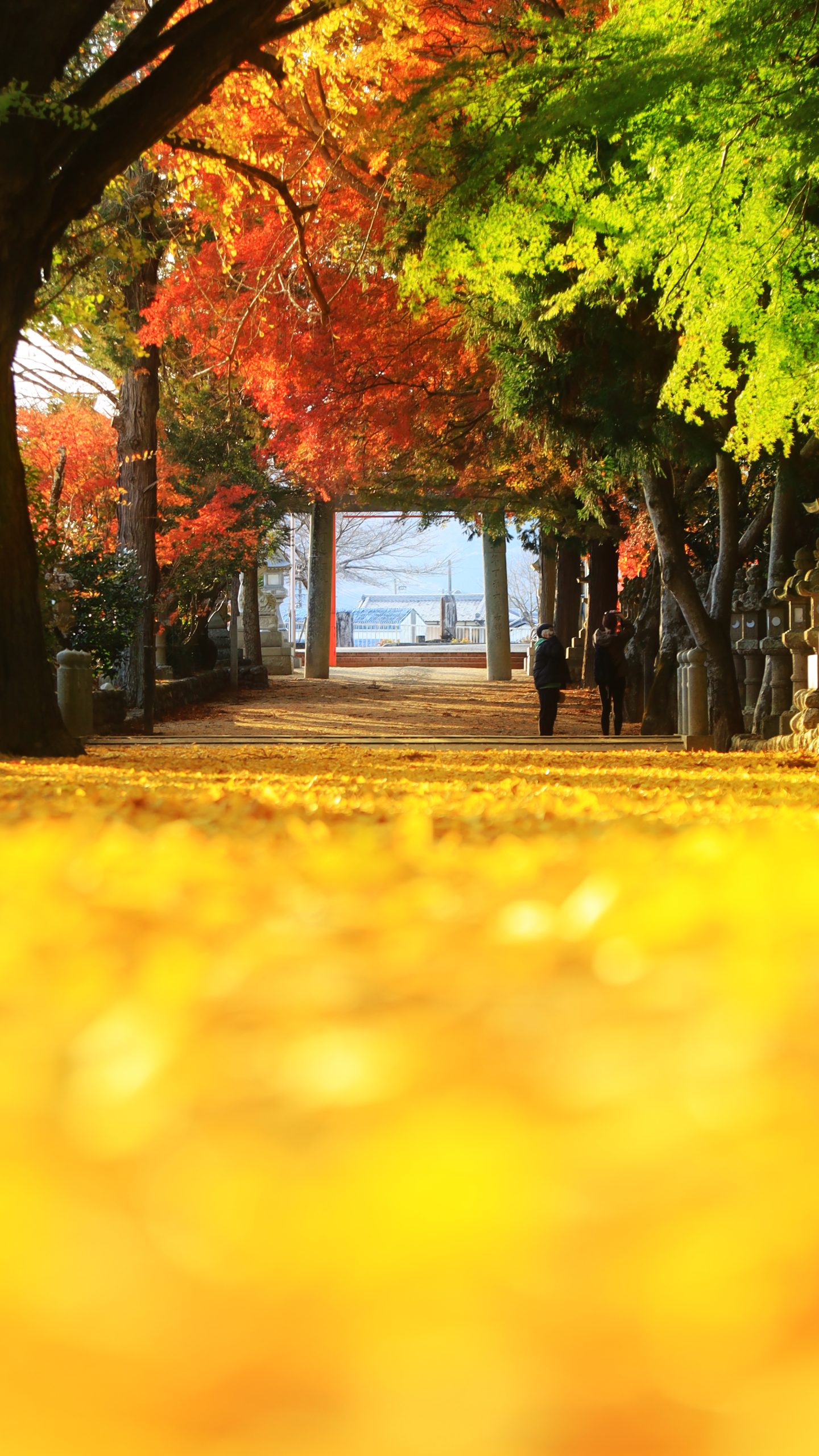 無料スマホ壁紙 黄金に輝く銀杏と紅葉の参道。AndroidとiPhoneに対応した4K高画質の無料待ち受け画像。三重県名張市の積田神社で撮影したフリー写真素材