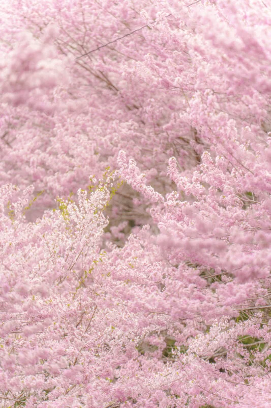 無料スマホ壁紙 淡いピンク色のエドヒガン桜。AndroidとiPhoneに対応した4K高画質の無料待ち受け画像。三重県松阪市の春谷寺で撮影したフリー写真素材