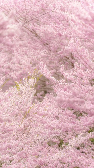 無料スマホ壁紙 淡いピンク色のエドヒガン桜。AndroidとiPhoneに対応した4K高画質の無料待ち受け画像。三重県松阪市の春谷寺で撮影したフリー写真素材