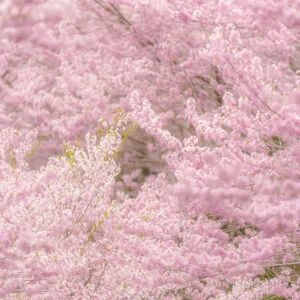 無料スマホ壁紙 淡いピンク色のエドヒガン桜。AndroidとiPhoneに対応した4K高画質の無料待ち受け画像。三重県松阪市の春谷寺で撮影したフリー写真素材