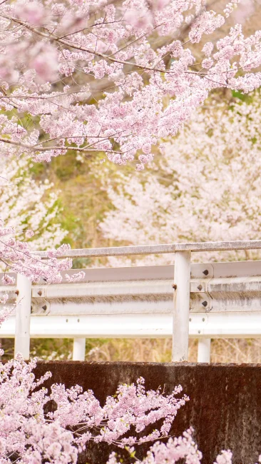 無料壁紙 ピンク色に咲くエドヒガン桜。PCとデスクトップ壁紙に最適な4K高画質の無料壁紙。三重県松阪市の春谷寺で撮影したフリー写真素材