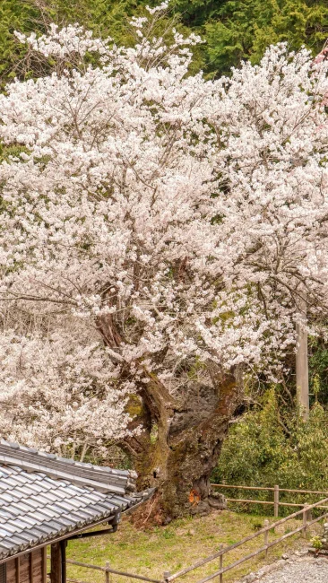 無料壁紙 樹齢４００年のエドヒガン桜。PCとデスクトップ壁紙に最適な4K高画質の無料壁紙。三重県松阪市の春谷寺で撮影したフリー写真素材