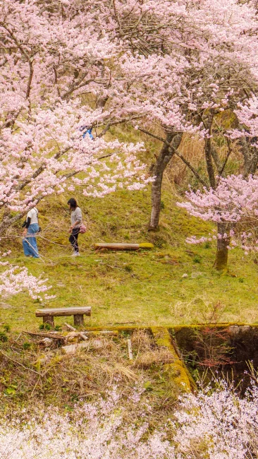 無料壁紙 斜面の散策エリアを歩く人。PCとデスクトップ壁紙に最適な4K高画質の無料壁紙。三重県松阪市の春谷寺で撮影したフリー写真素材