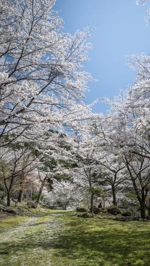 無料スマホ壁紙 泰運寺の桜。AndroidとiPhoneに対応した4K高画質の無料待ち受け画像。三重県松阪市の天開山泰運寺で撮影したフリー写真素材