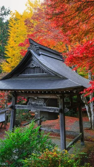 無料スマホ壁紙 紅葉グラデーション。AndroidとiPhoneに対応した4K高画質の無料待ち受け画像。三重県松阪市の天開山泰運寺で撮影したフリー写真素材