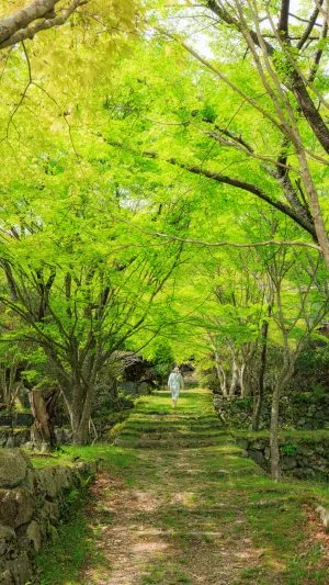 無料スマホ壁紙 新緑の境内を歩く女性。AndroidとiPhoneに対応した4K高画質の無料待ち受け画像。三重県松阪市の天開山泰運寺で撮影したフリー写真素材