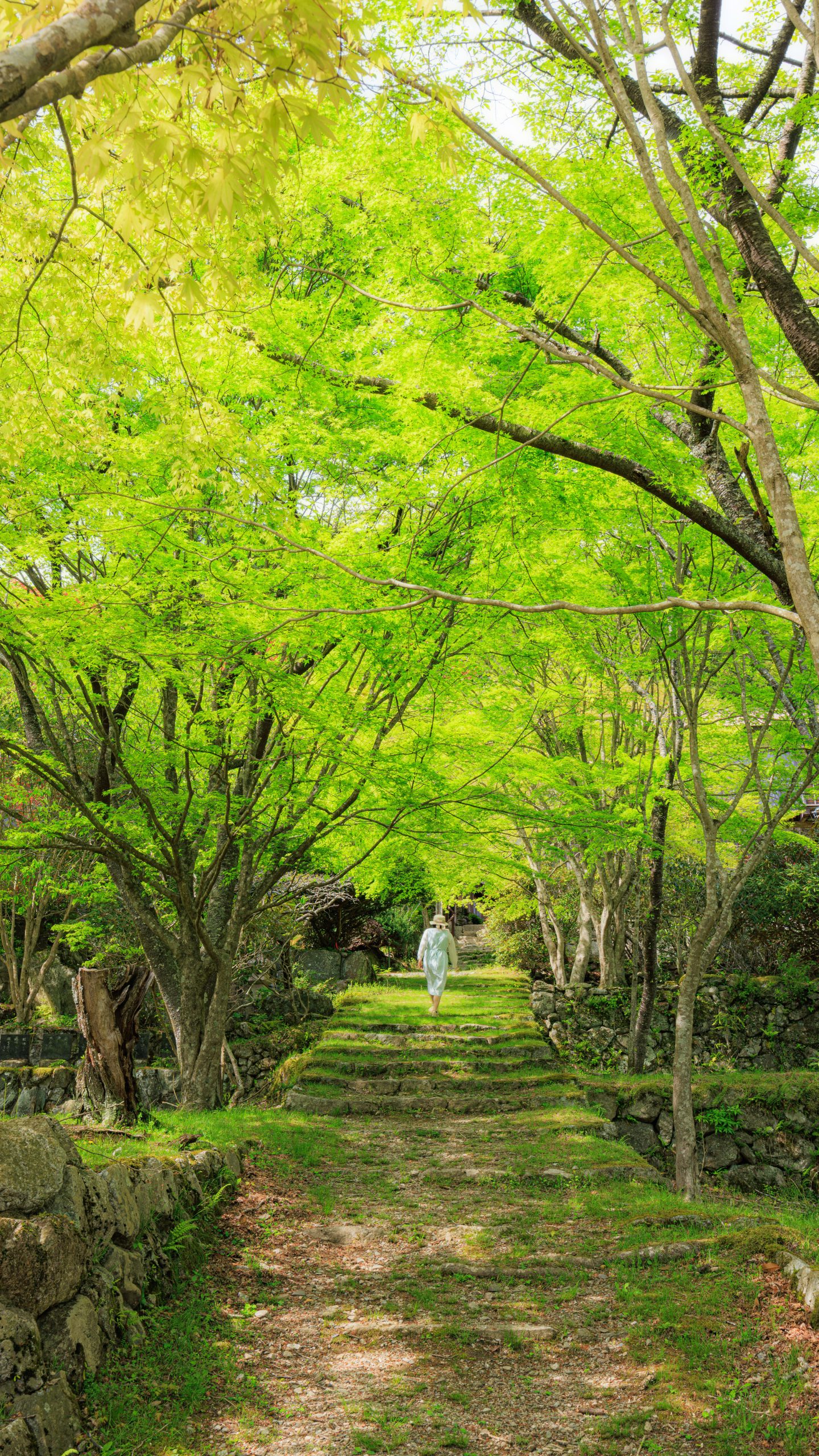 新緑の境内を歩く女性(三重県松阪市・天開山泰運寺)