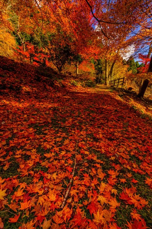 無料スマホ壁紙 紅葉のじゅうたん。AndroidとiPhoneに対応した4K高画質の無料待ち受け画像。三重県松阪市の天開山泰運寺で撮影したフリー写真素材