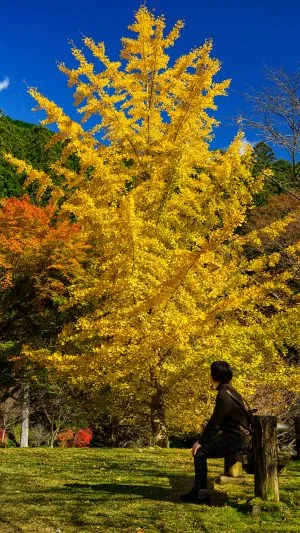 無料スマホ壁紙 参道の大きな銀杏。AndroidとiPhoneに対応した4K高画質の無料待ち受け画像。三重県松阪市の天開山泰運寺で撮影したフリー写真素材