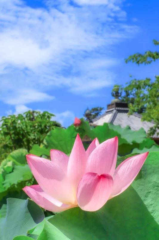 無料スマホ壁紙 夏の青空とピンクの蓮。AndroidとiPhoneに対応した4K高画質の無料待ち受け画像。三重県津市の高田本山専修寺で撮影したフリー写真素材