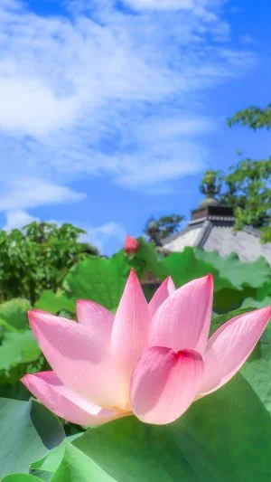 無料スマホ壁紙 夏の青空とピンクの蓮。AndroidとiPhoneに対応した4K高画質の無料待ち受け画像。三重県津市の高田本山専修寺で撮影したフリー写真素材