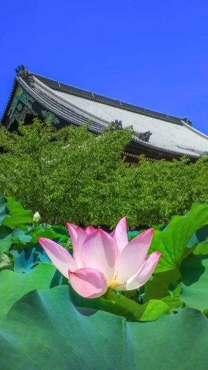 無料スマホ壁紙 御影堂と青空と蓮。AndroidとiPhoneに対応した4K高画質の無料待ち受け画像。三重県津市の高田本山専修寺で撮影したフリー写真素材
