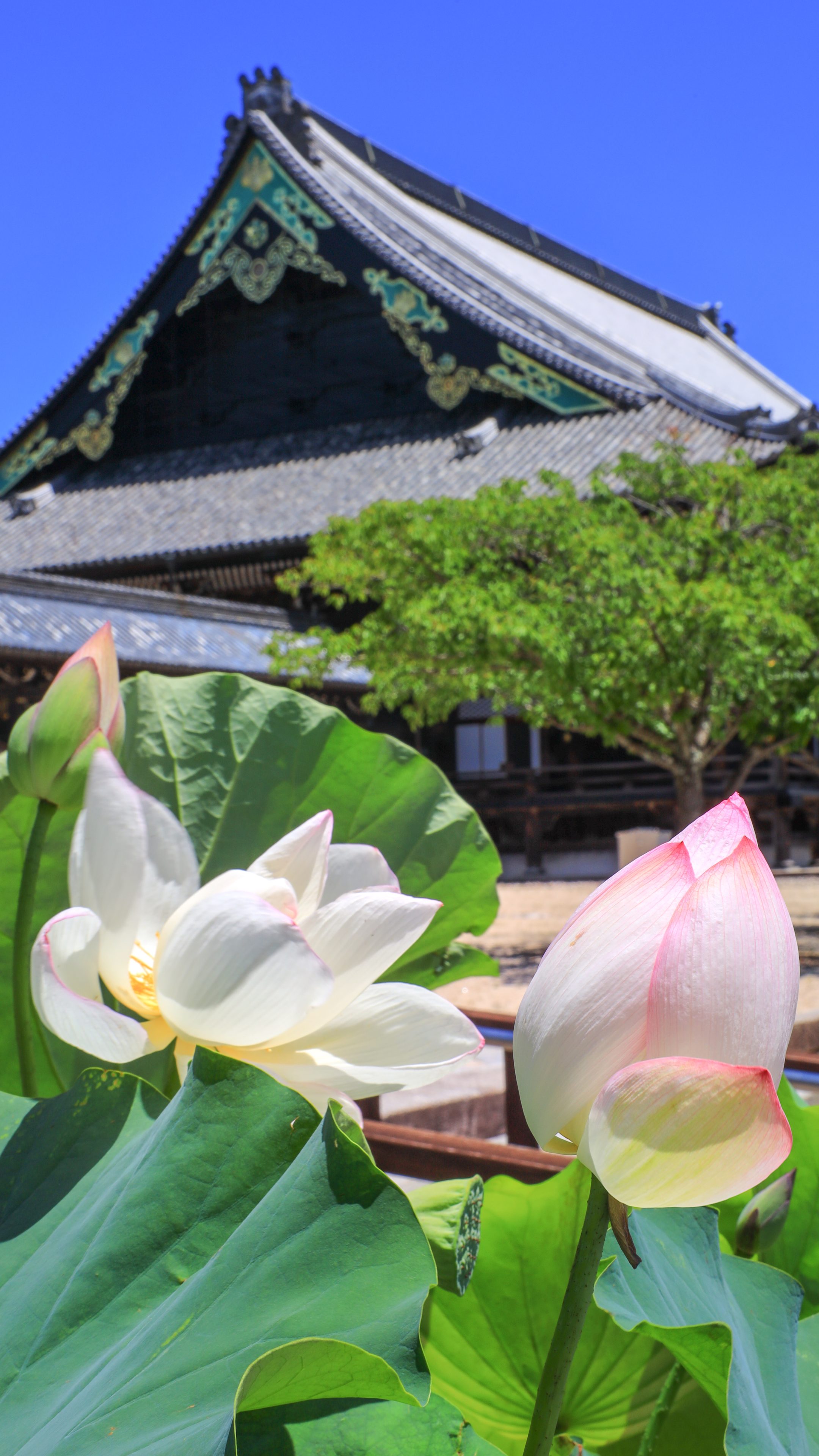 御影堂と紅白の蓮(三重県津市・高田本山専修寺)