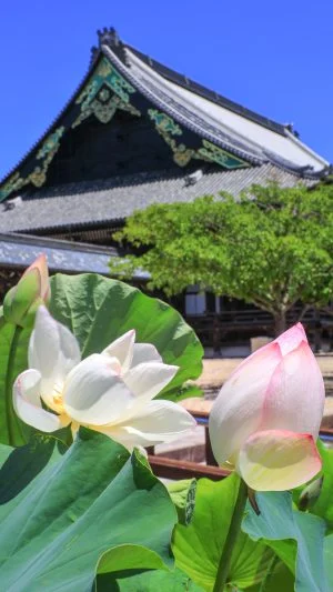 無料スマホ壁紙 御影堂と紅白の蓮。AndroidとiPhoneに対応した4K高画質の無料待ち受け画像。三重県津市の高田本山専修寺で撮影したフリー写真素材