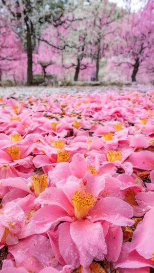 無料スマホ壁紙 椿と梅の紅白じゅうたん。AndroidとiPhoneに対応した4K高画質の無料待ち受け画像。三重県津市の結城神社の梅苑で撮影したフリー写真素材